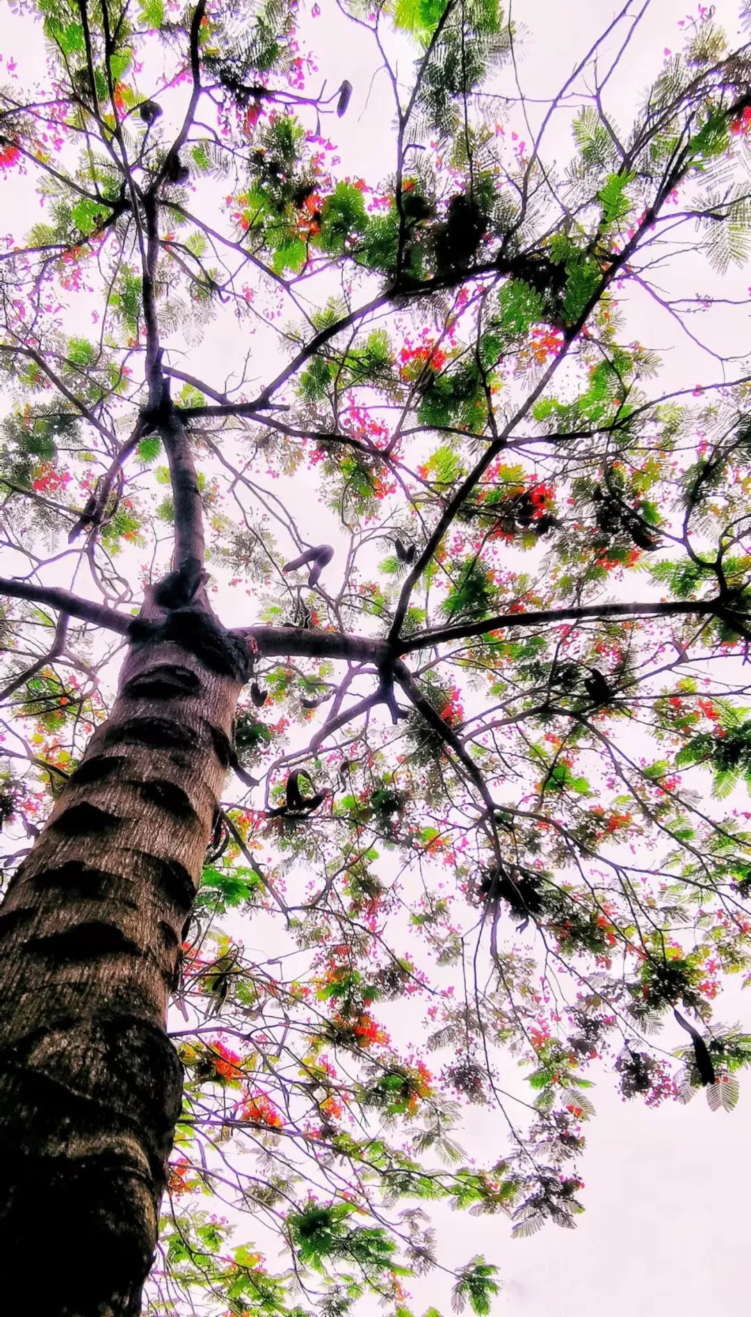 与春天撞个满怀的意思是什么,在棠梨湖公园邂逅春天