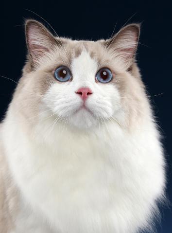 老潘养殖日常生活,老潘专业养殖狮头鹅