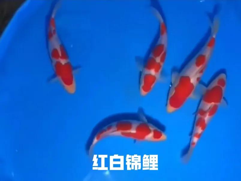 中国锦鲤和日本锦鲤区别,锦鲤为什么具有比较高的观赏价值