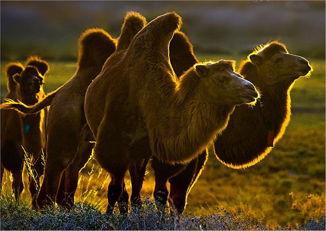 野公驼和家母驼要搞跨属恋爱，牧主却棒打鸳鸯，究竟为什么？