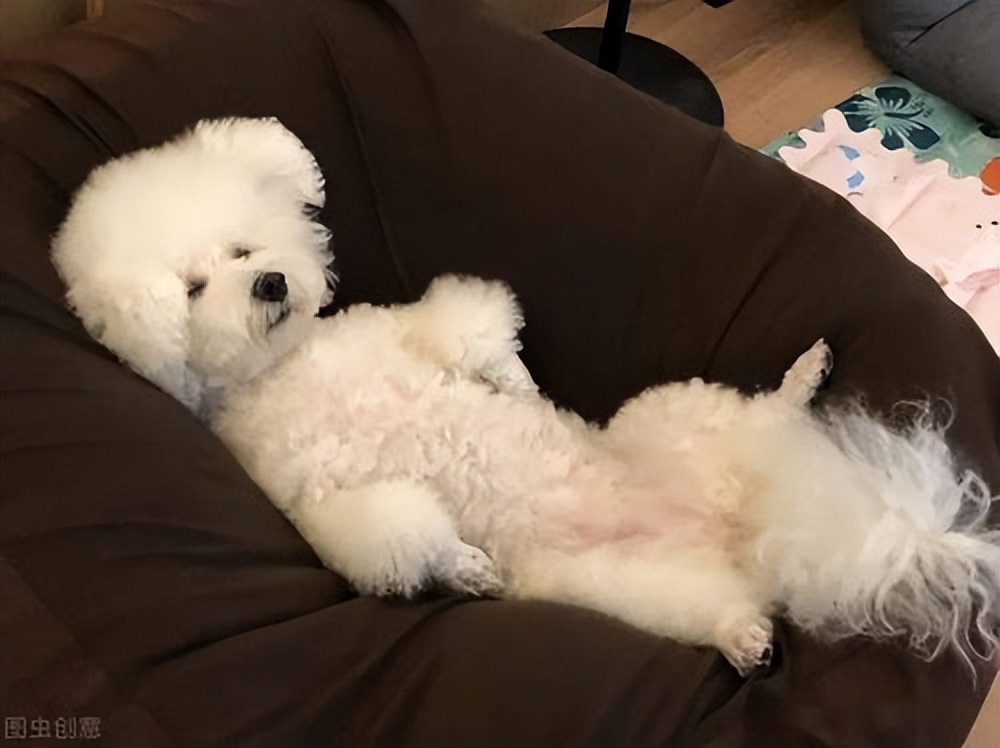 比熊尾巴下垂是什么病,比熊眼圈发红是什么病