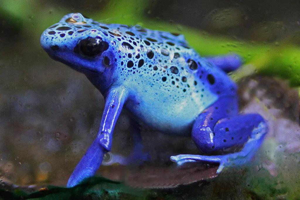 委内瑞拉纸币连号,委内瑞拉纸币演变