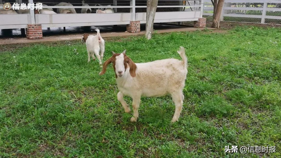 “咩咩”“嘎嘎”“哞哞”……广州多所学校“萌宠”出没