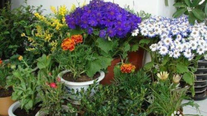 温煦花坊老花农都在用的养花绝招,花农绝不外传的8个养花施肥绝招