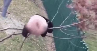 大熊猫吃竹子实际上是什么,大熊猫专吃竹子可追溯到600万年前