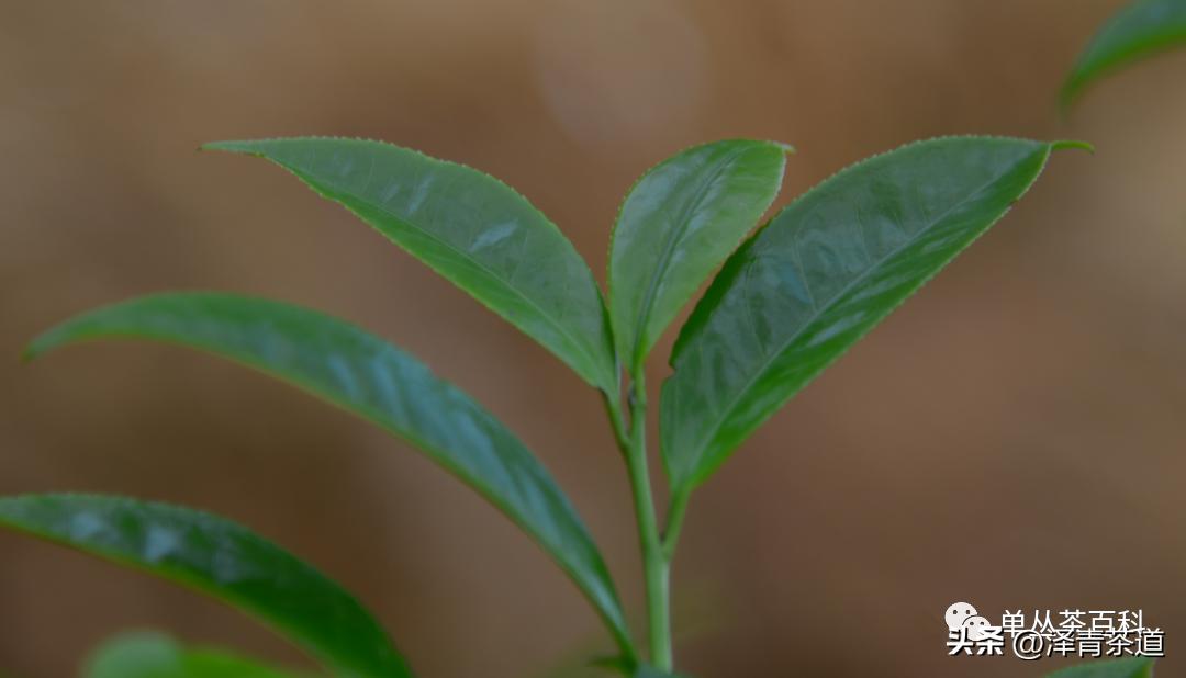 了解一下凤凰单丛,了解凤凰单丛