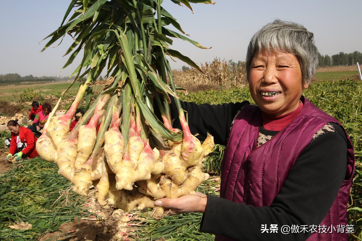 大姜的种植和管理技术资料,大姜种植新方法新规模