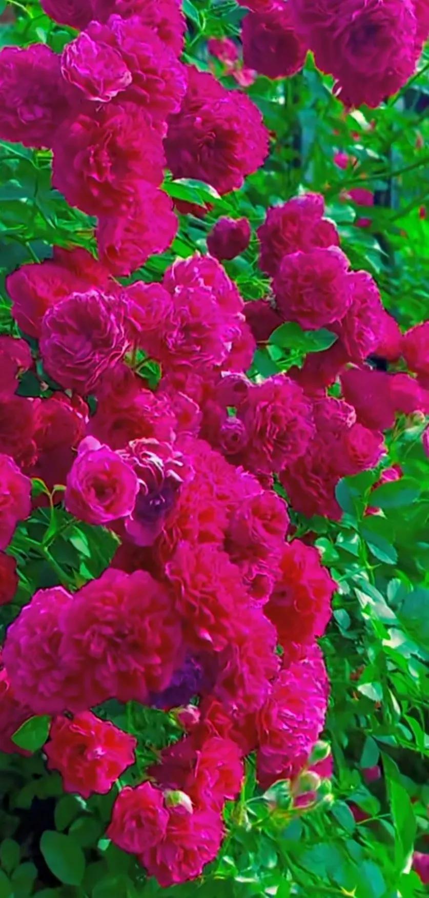 好养眼的花图片,让人惊艳的花草图片