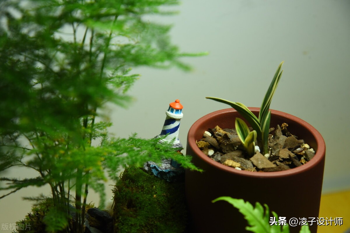 新房装修吸甲醛的绿植,吸附甲醛带香味的绿植