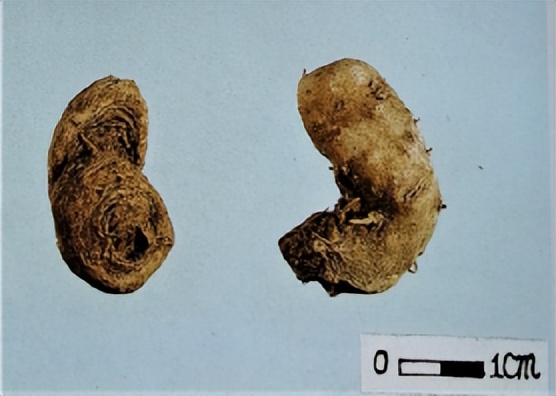 中医三七药材标准,三七真假对比图片三七主治