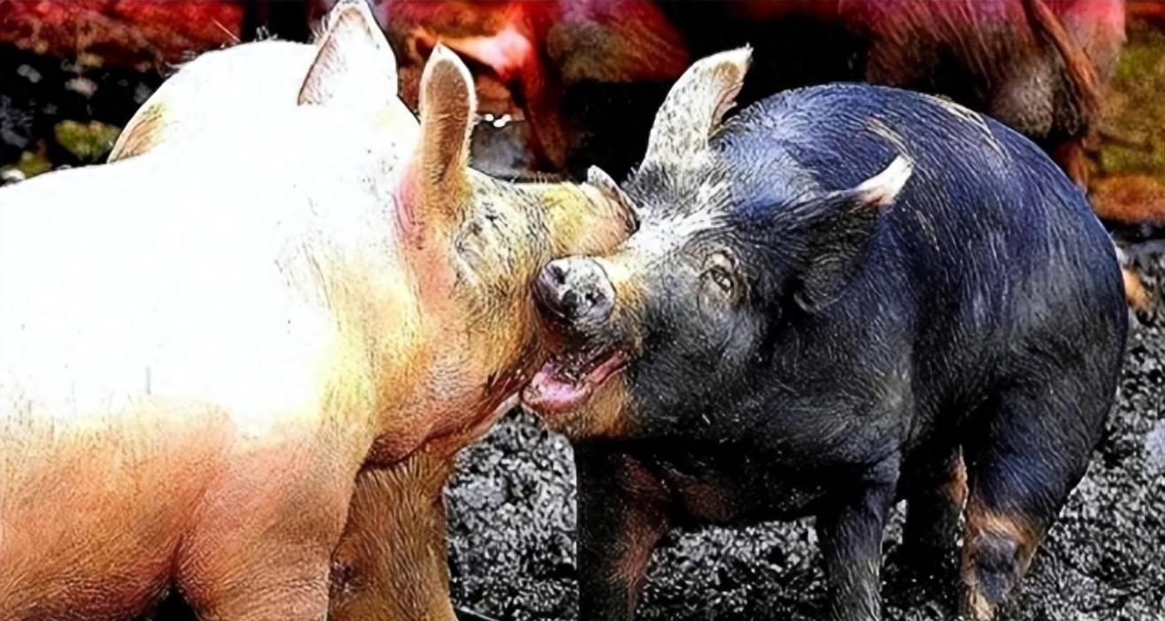 猛虎不吃肉,东北虎为什么被狮子咬死