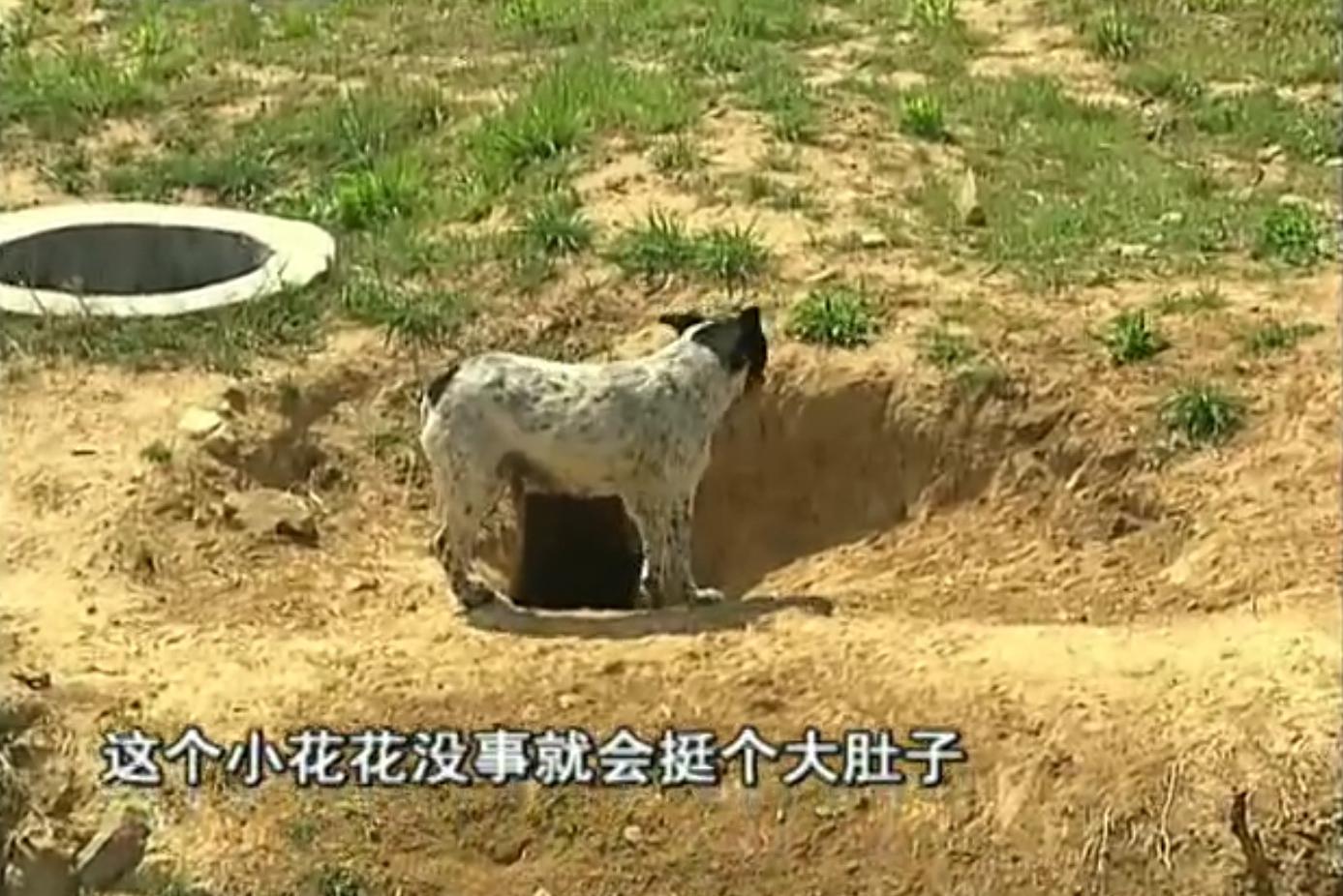 狗和狼故事简介,狗和狼的故事真实感动