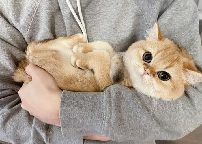 为什么越来越多人养银渐层真香,为什么许多人喜欢养金渐层