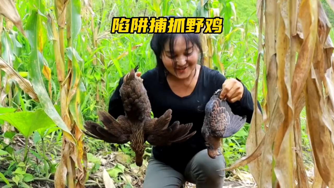 泰国美女制作陷阱,捕获野鸡和虎斑#国外合法狩猎