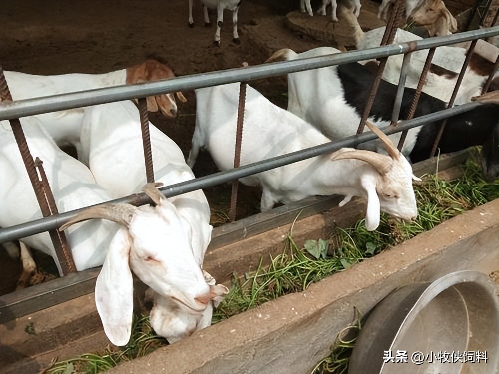羊吃青草拉稀什么原因,羊吃青菜拉稀怎么治
