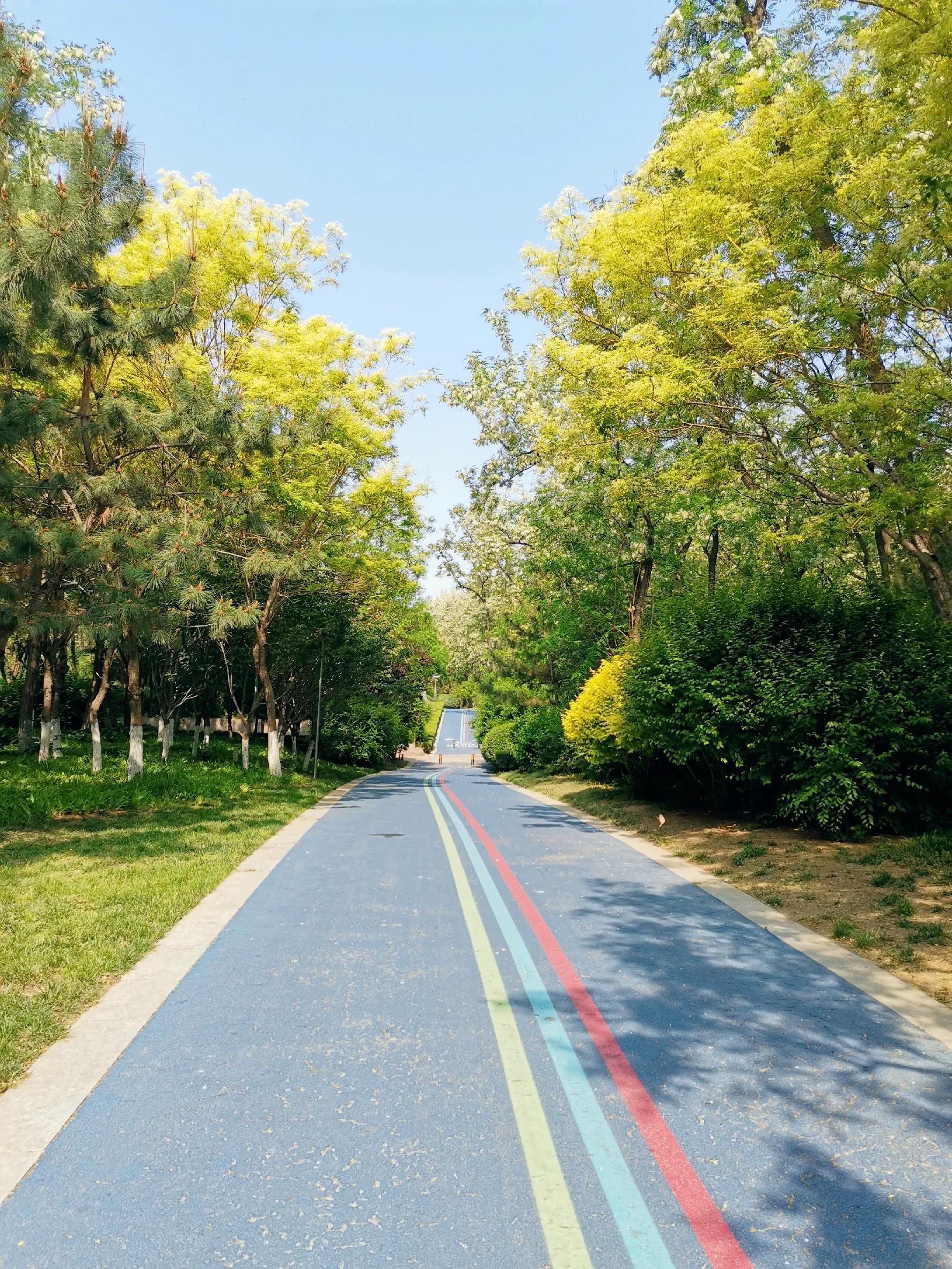 槐花味美香又甜人见人爱,槐花香令人陶醉