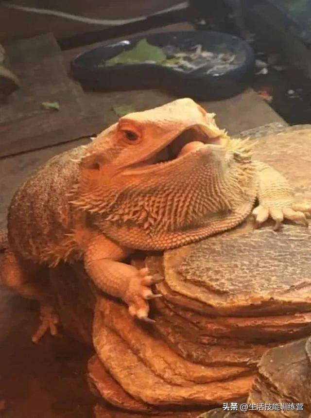 动物界中最强大的动物,动物界中最强动物