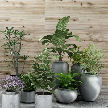 大蒜水能治小黑虫吗,养的盆栽有很多小黑虫是怎么回事