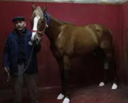 确定全麻手术后马匹心律失常的患病率和性质，评估心律失常的风险