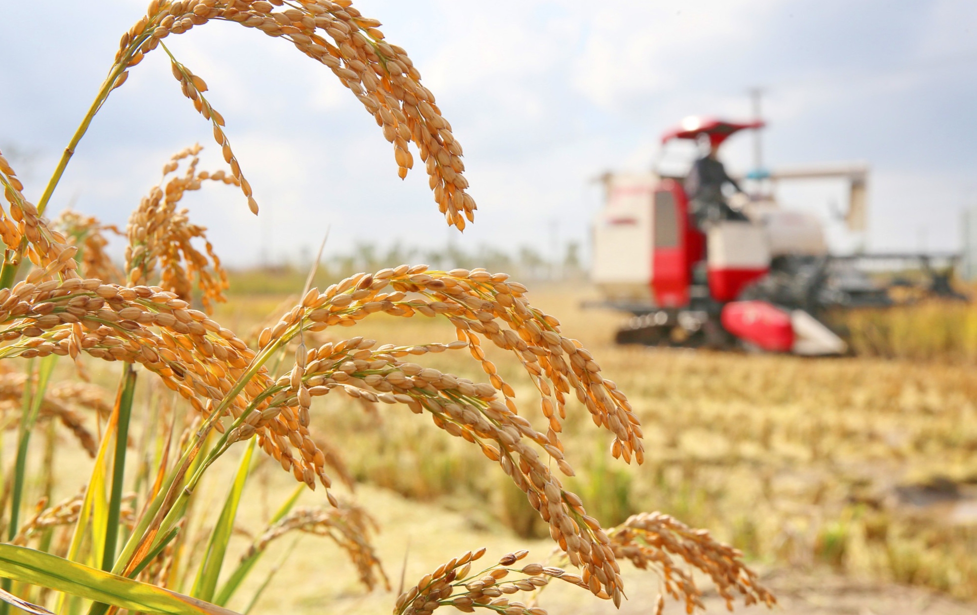 种植海水稻有什么好处,海水稻好吃还是难吃