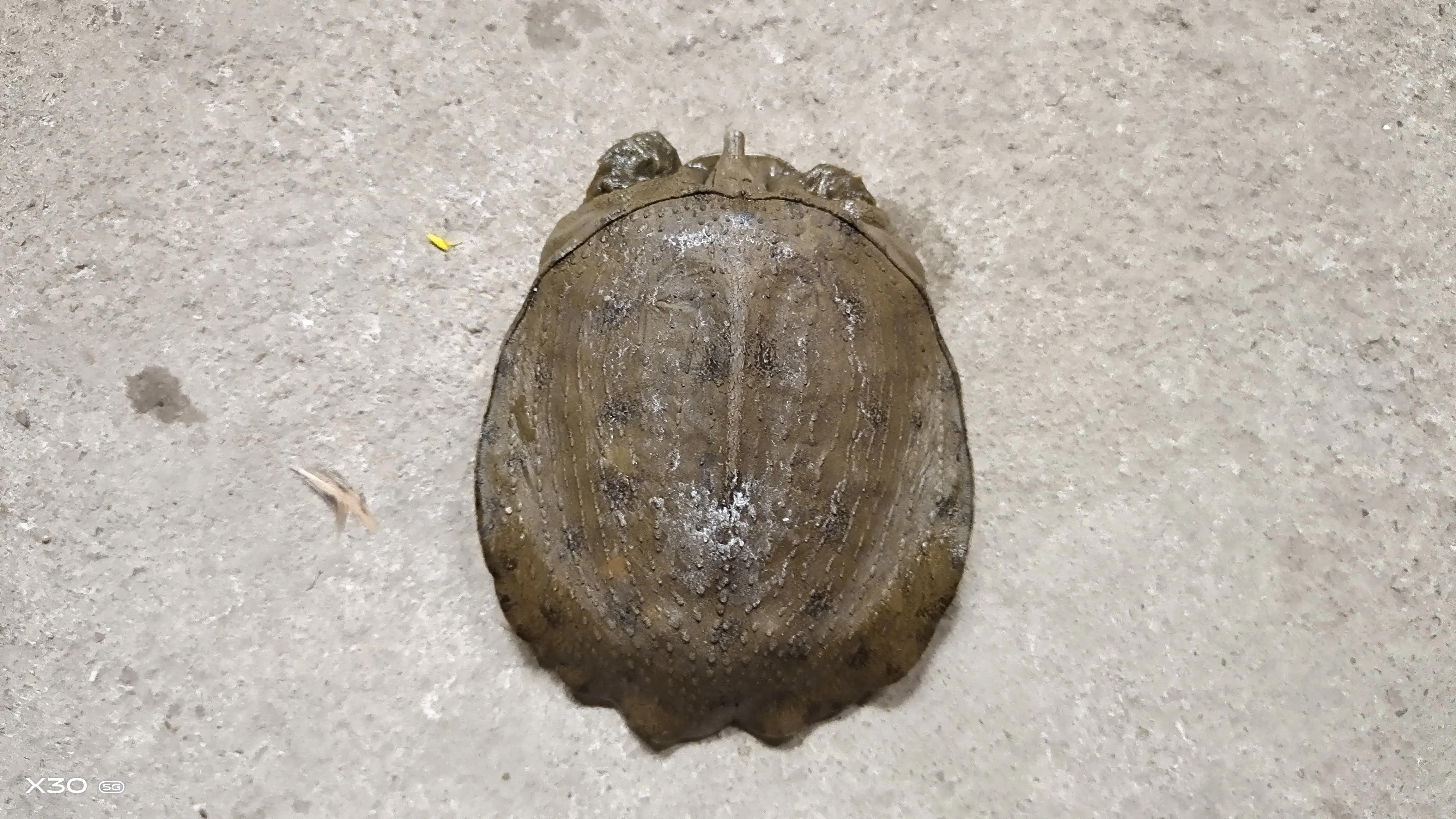 甲鱼咬人怎么样才能让它松开,甲鱼咬人后怎么才能快速松口