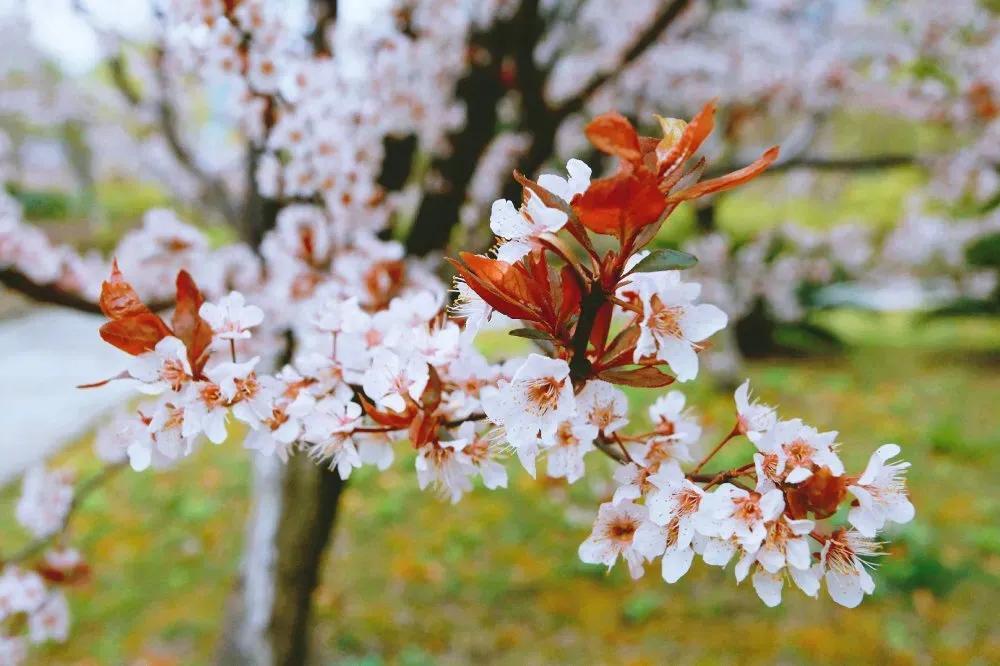 在春暖花开里抓住春天的尾巴,沐浴在春暖花开的春天里