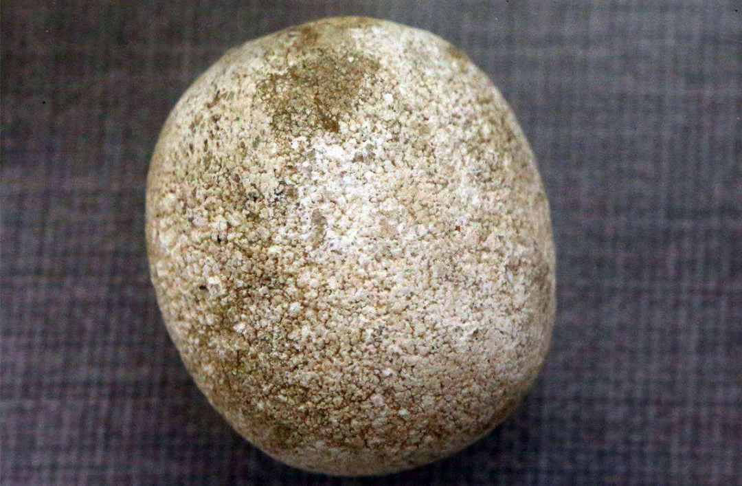 十年以上的土狗能卖多少钱,农村收的土狗卖去哪里了