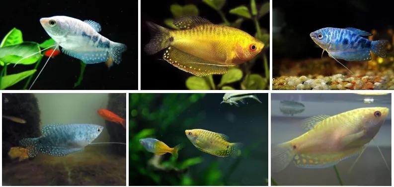 龙鱼缸换水比例,龙鱼缸换水的正确方法