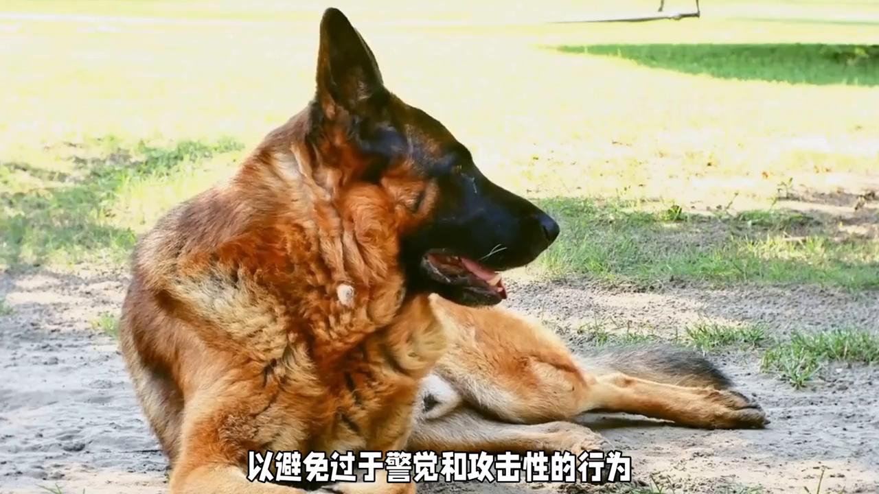 德牧和马犬的混血,德牧凶还是马犬凶