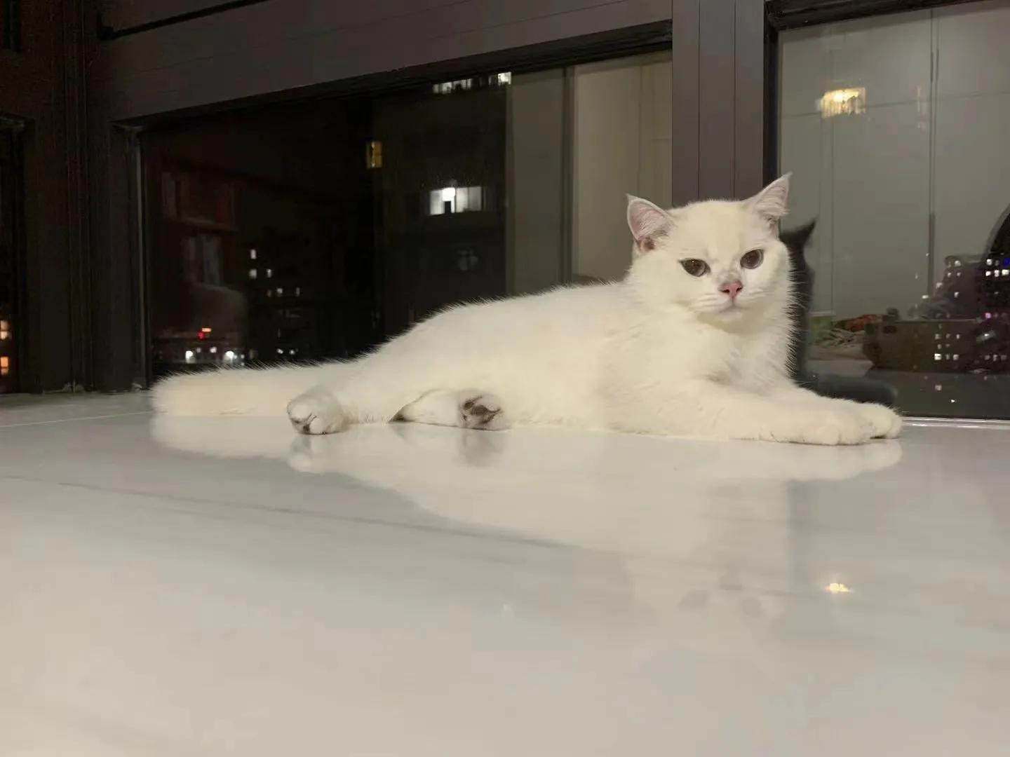 猫咪祖先是剑齿虎吗,猫咪的祖先图