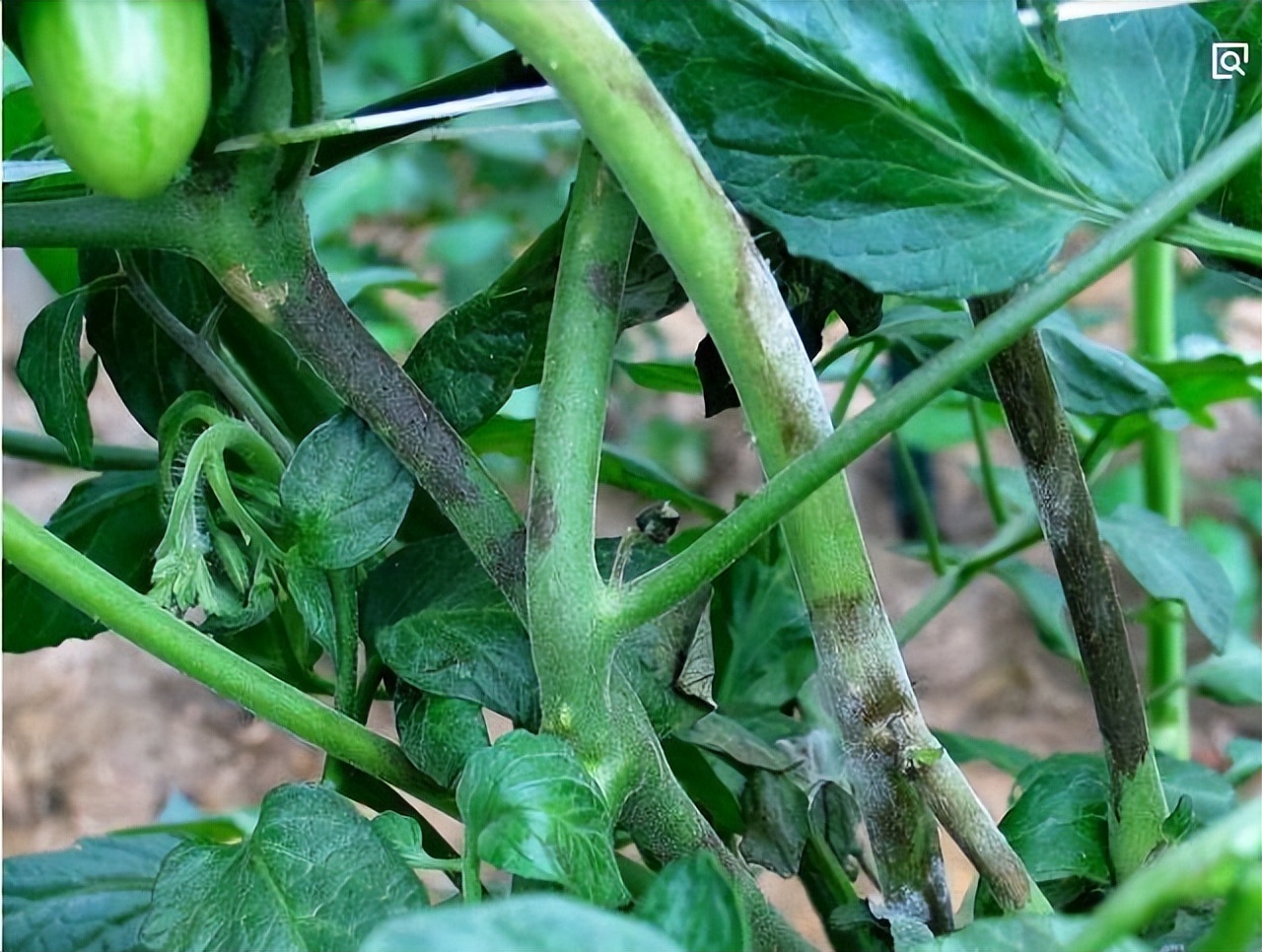 番茄发生晚疫病,怎么治呢?