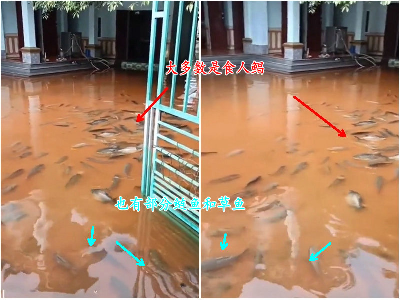 暴雨后广西老叔家里游进一群“食人鲳”，老叔懵圈：不知道哪来的