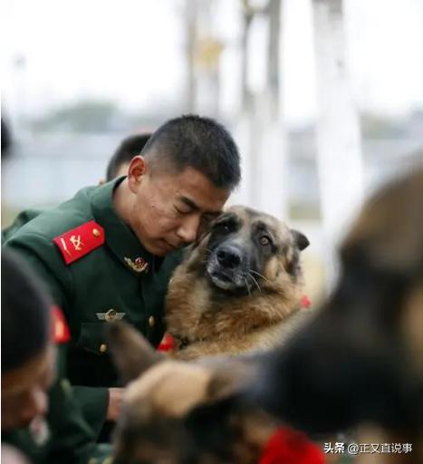 立功警犬被伤,功勋犬拍戏被炸死驯养员哭出血