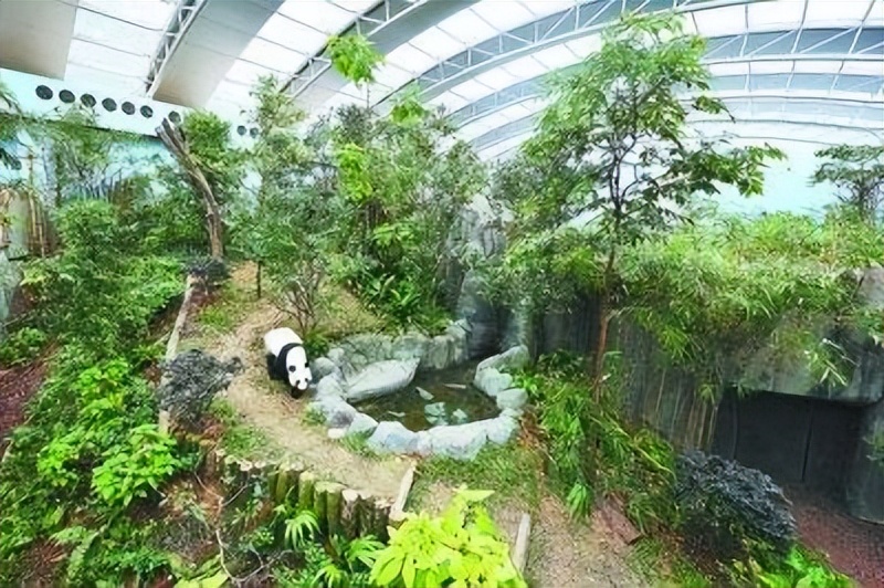 大熊猫只有中国养得起吗,大熊猫一年花费多少