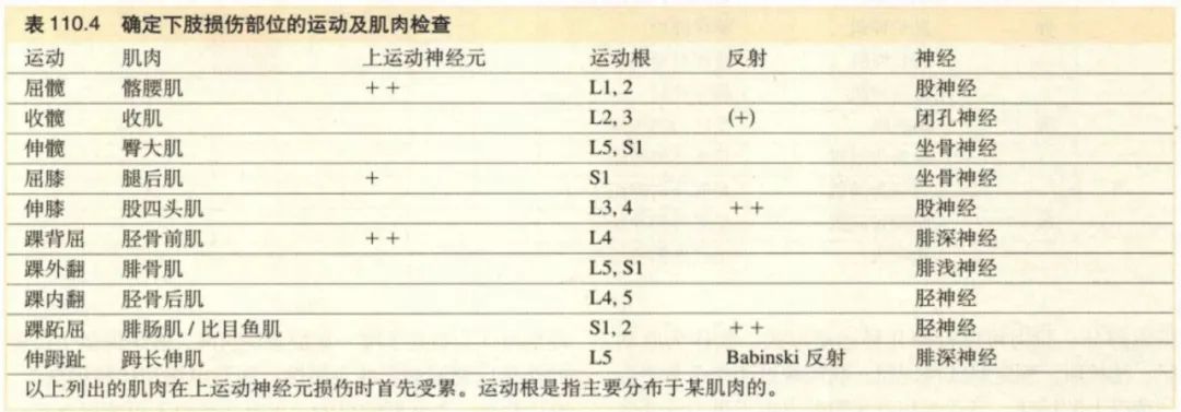 脊神经支配区域解剖图简图,脊神经及其分支的支配范围