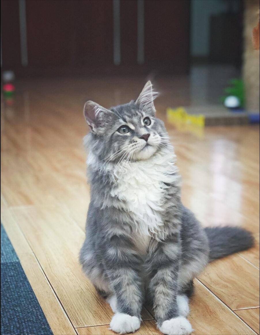 缅因猫猫咪科普,缅因猫知识讲解掉毛吗