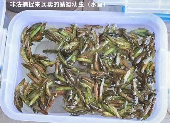 豆娘和蜻蜓是一个物种吗,蜻蜓和豆娘生长过程一样吗