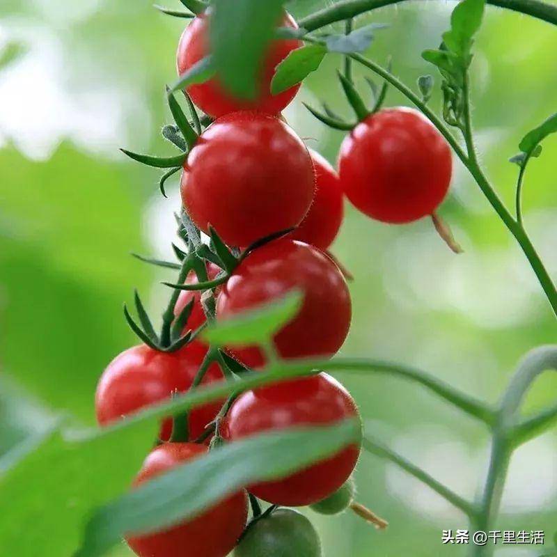 海南千禧樱桃圣女果,新鲜樱桃圣女果
