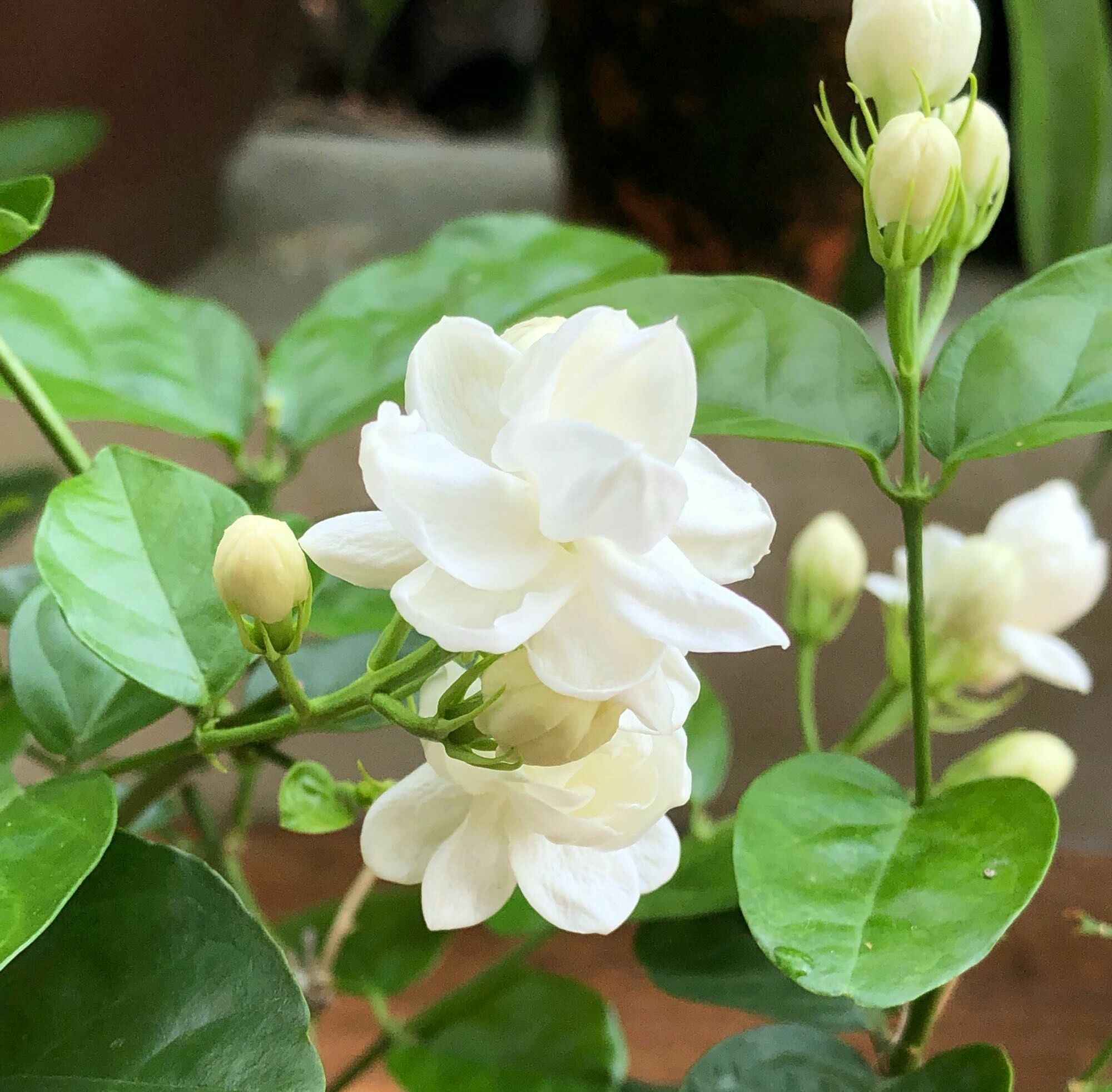 茉莉花怎么养迅速开花,茉莉花如何养开花不断