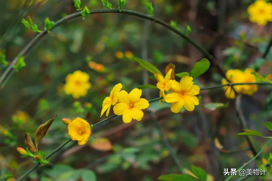 迎春花是不是在春天开放,春天真的要来了迎春花开了
