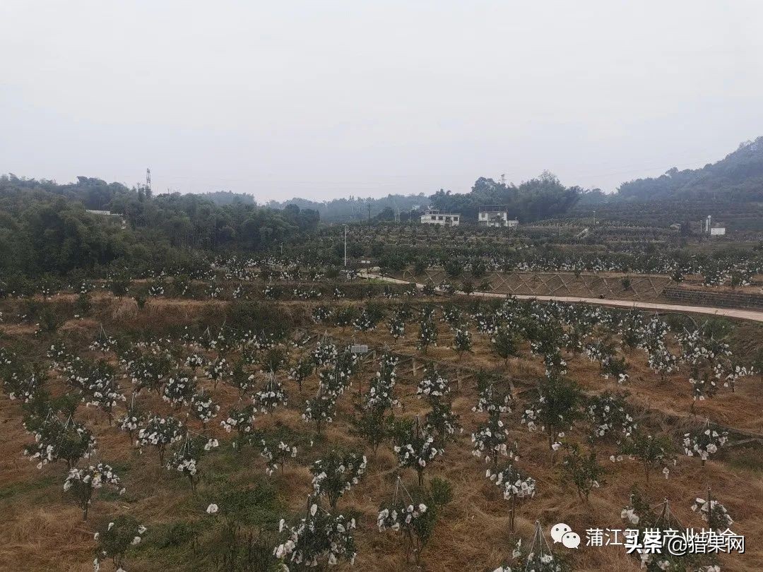 阳光一号柑橘裂果,阳光一号如何防治裂果