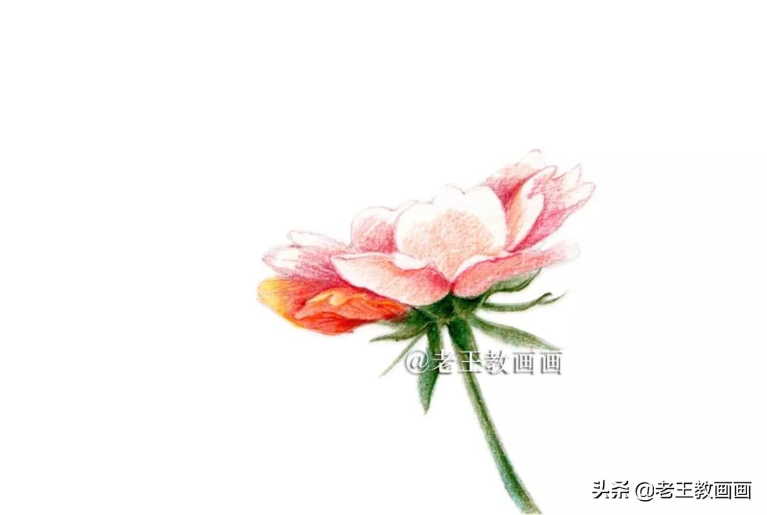 用彩铅画花教程,用彩铅画花小楼