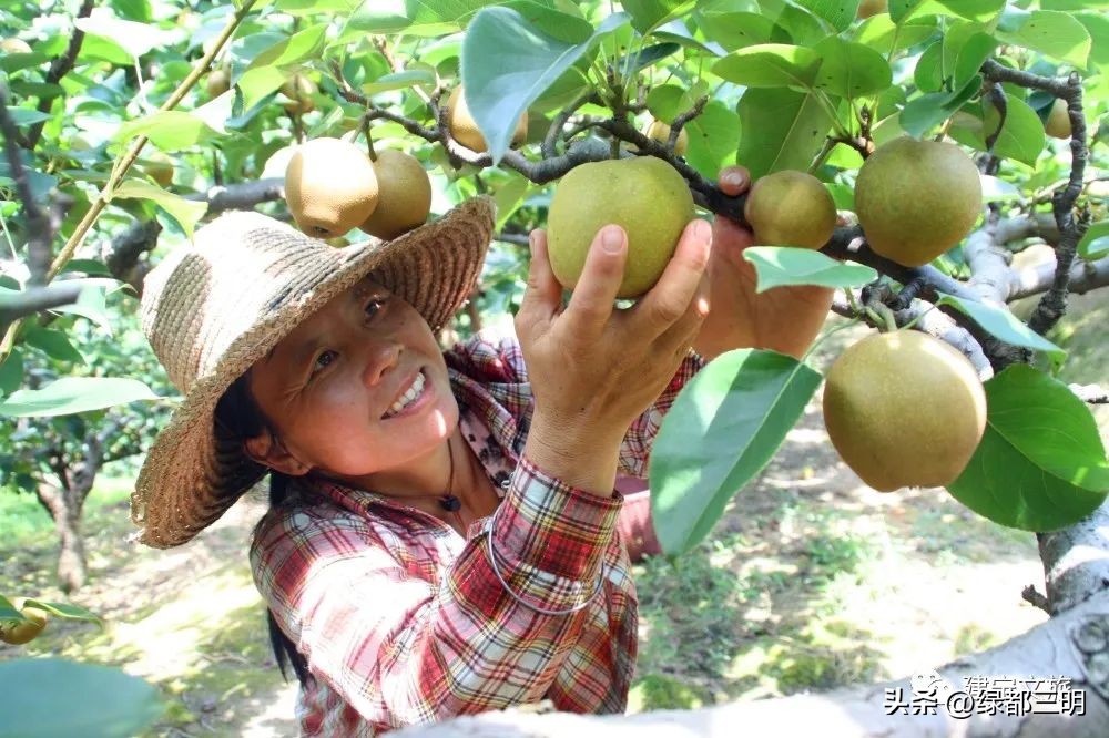 缤纷水果季即将开始！来建宁释放夏日多巴胺