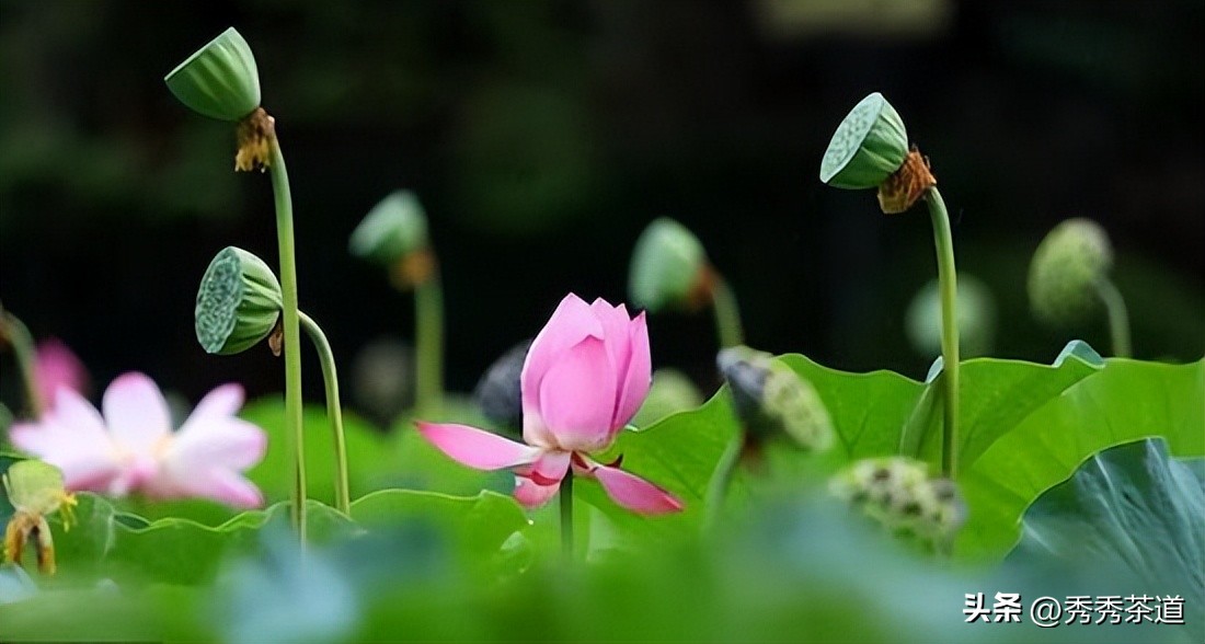 秀秀茶艺,暑期茶艺培训班