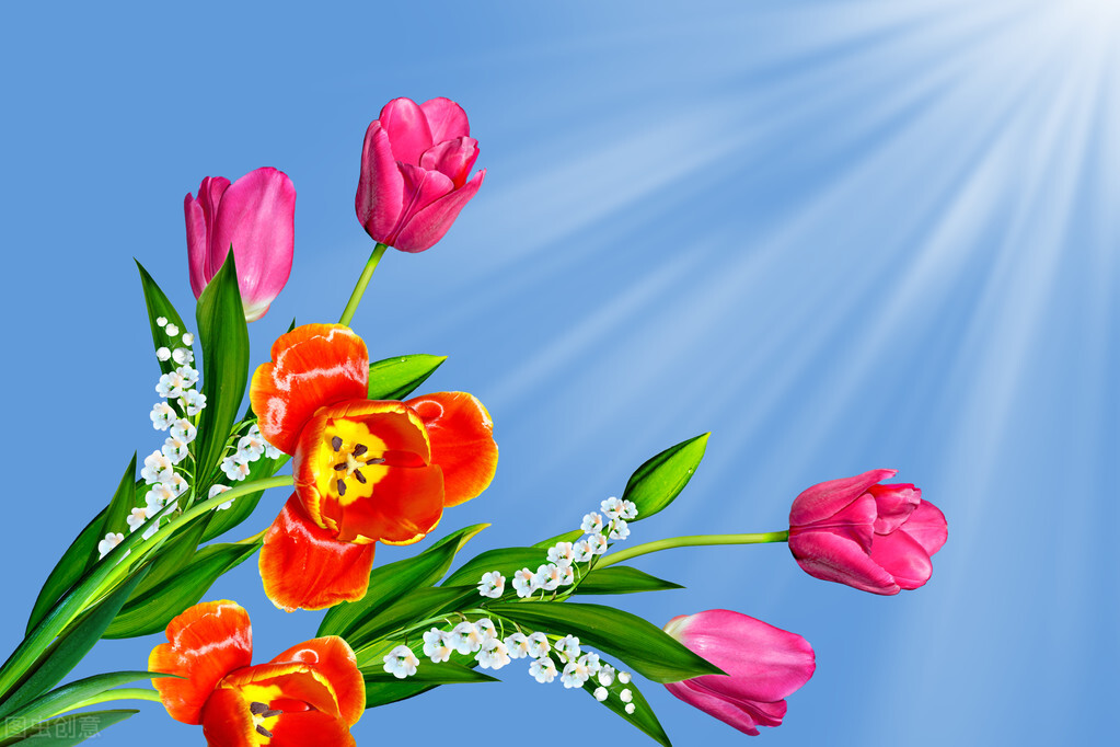 清晨阳光图片文案,清晨的第一缕阳光的文案