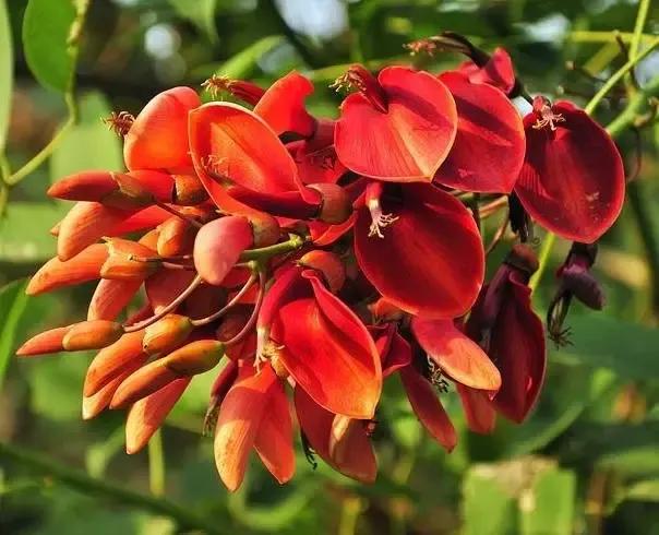 世界各国国花一览表,南美洲各国国花