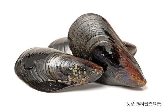 抹点儿胶水就能止血疗伤？这仿生材料也太神奇了！