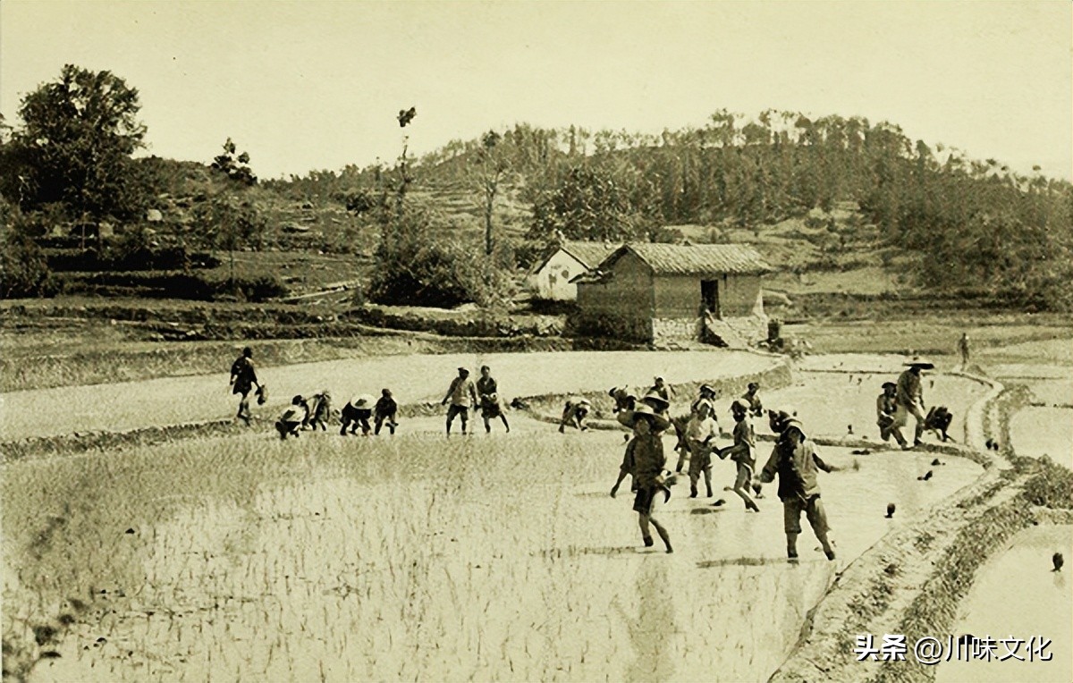 川猪变种记（中）转折