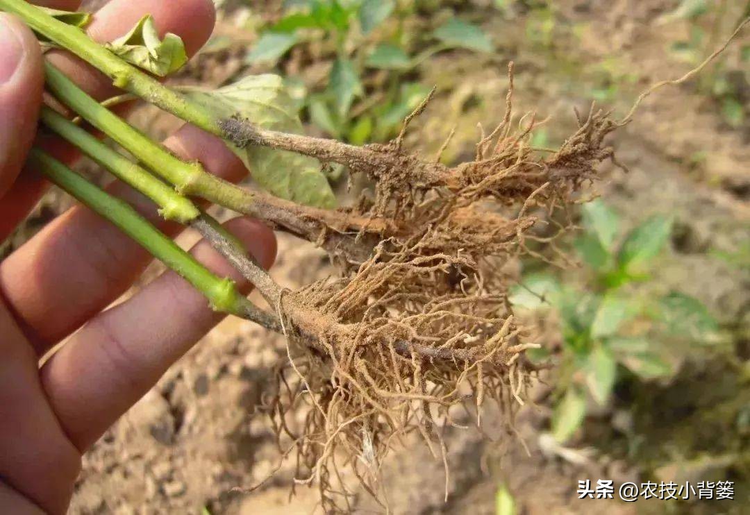 什么杀菌剂有控旺的功效,治死苗烂根最好的杀菌剂是