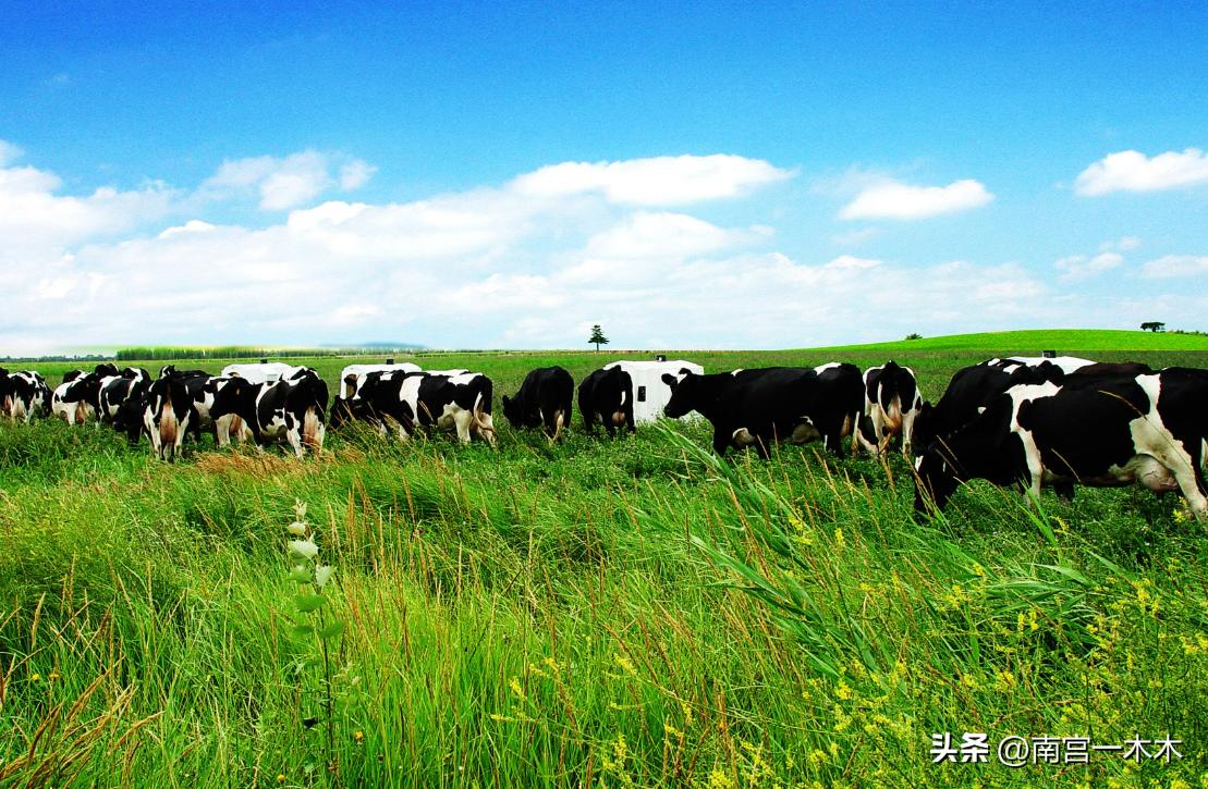 日本人租山东1500亩地赚钱了吗,日本人在山东租地1500亩闲置5年